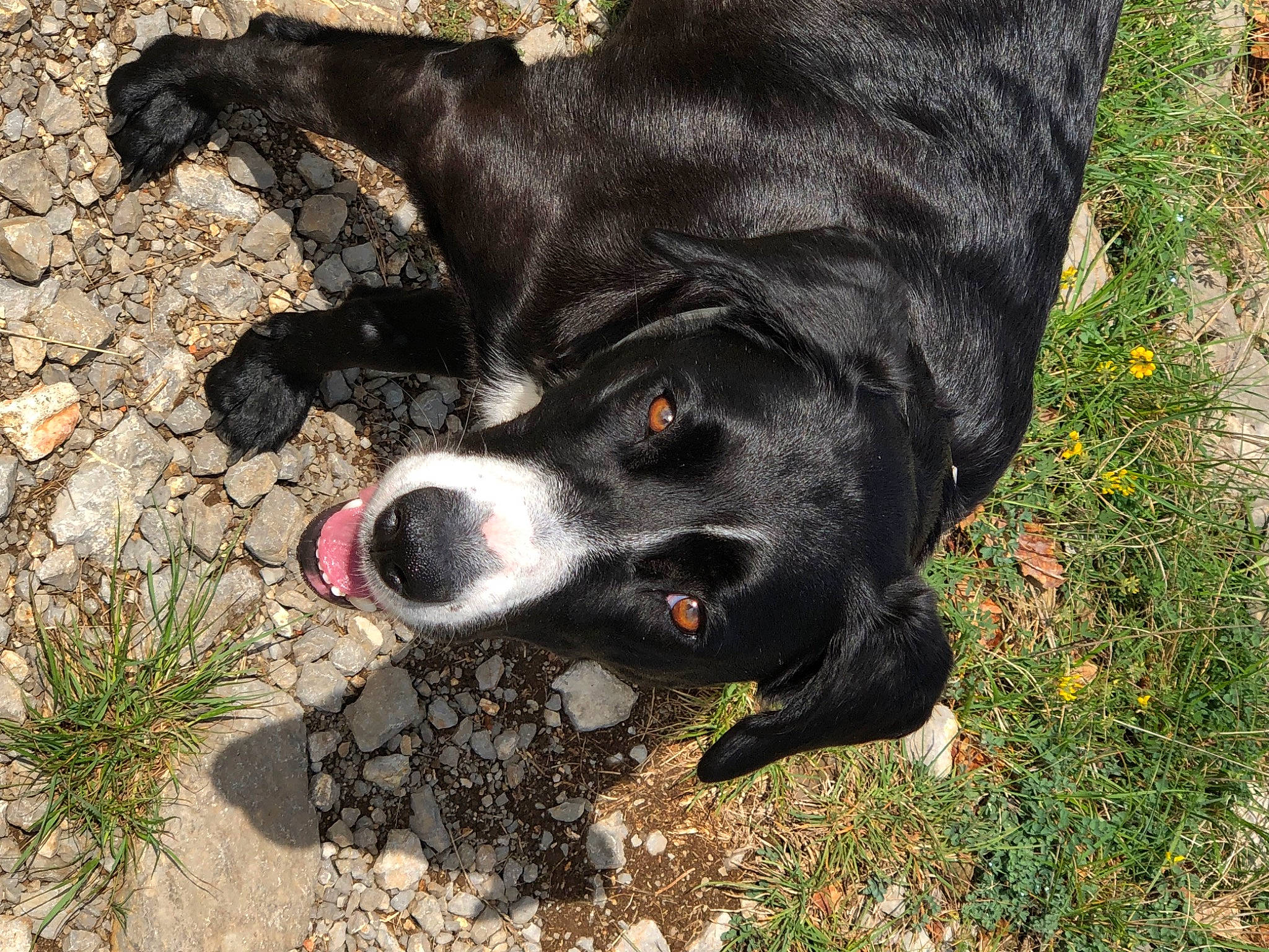 Maeva a rejoint le concours — aidez-le/la à gagner de superbes lots ! borador, carnivore, collar, companion_dog, dog, dog_breed, dog_collar, dog_supply, fawn, flower, fur, grass, leash, plant, snout, soil, sporting_group, tail, whiskers, working_animal