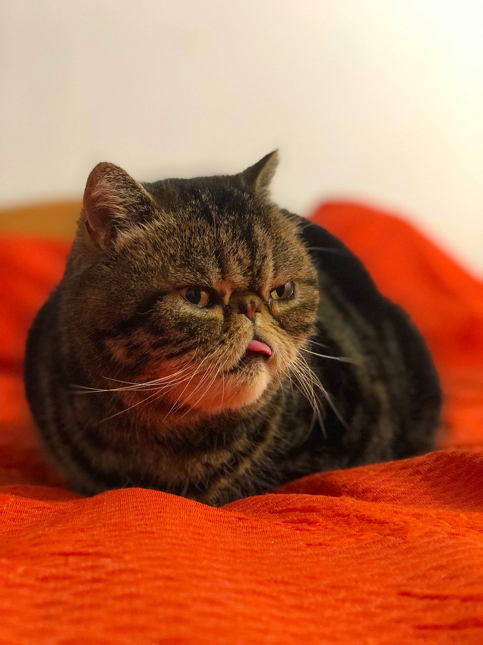 Chachat participe au concours pour gagner de l'argent avec cette photo : brown, carnivore, cat, comfort, domestic_short_haired_cat, felidae, flooring, fur, grey, sitting, small_to_medium_sized_cats, snout, terrestrial_animal, whiskers, wood