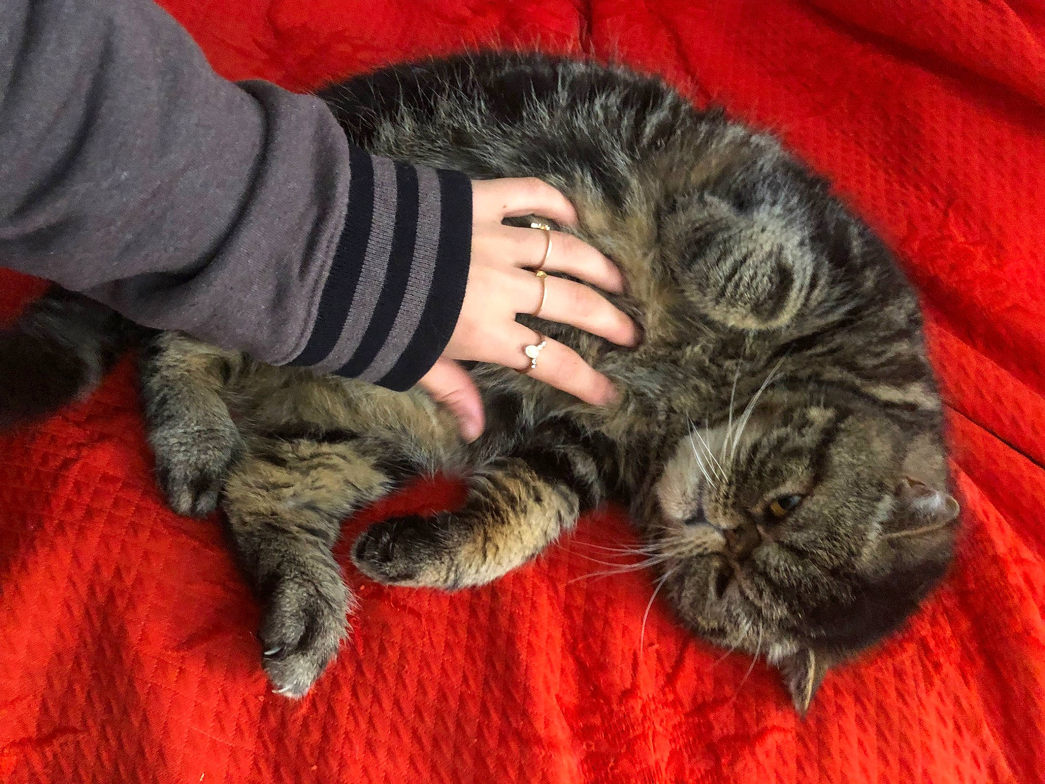 Chachat a rejoint le concours — aidez-le/la à gagner de superbes lots ! carnivore, cat, claw, comfort, domestic_short_haired_cat, felidae, fur, grey, lap, mammal, nail, nap, paw, small_to_medium_sized_cats, snout, tail, terrestrial_animal, vertebrate, whiskers