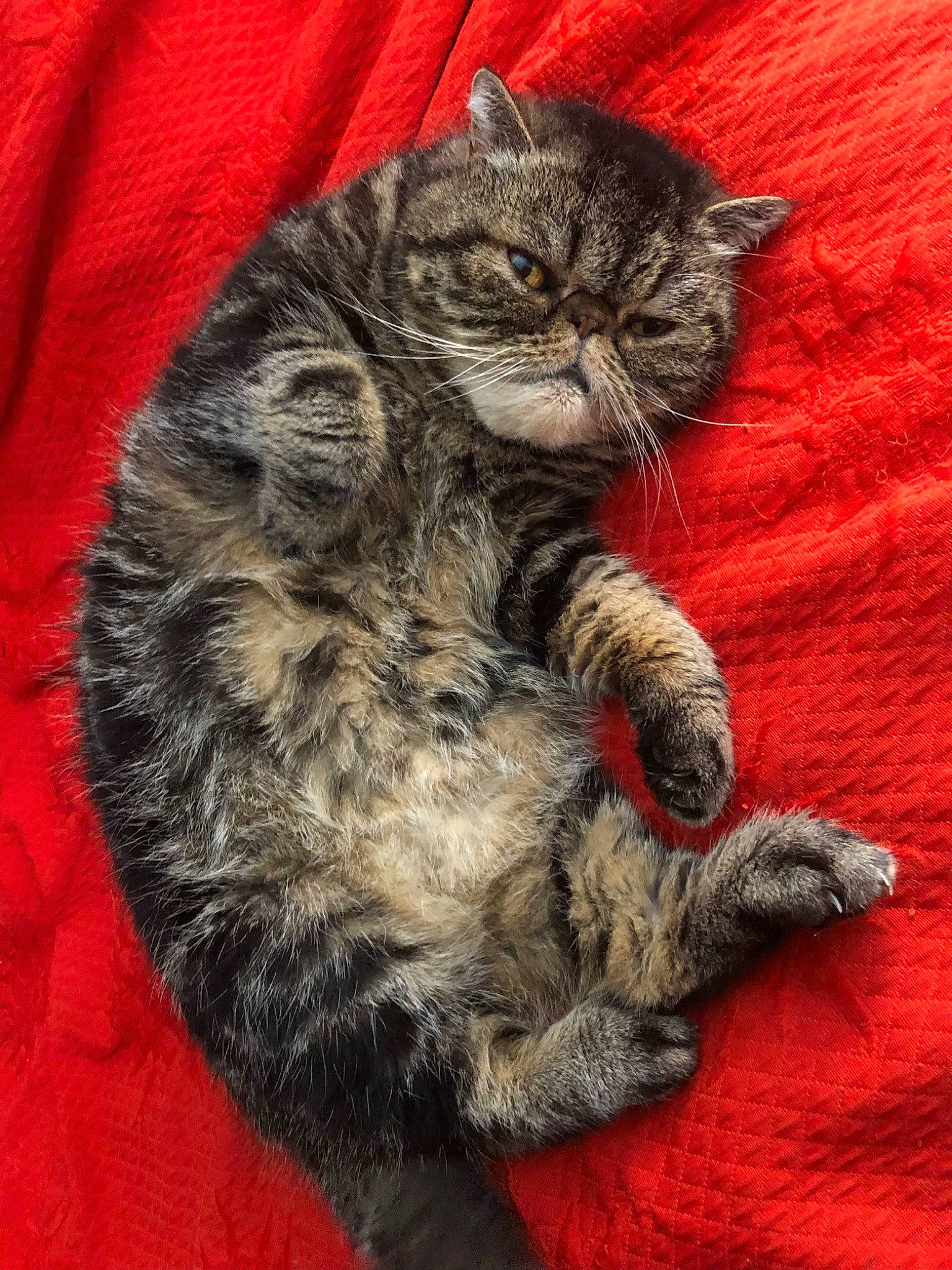 Chachat participe au concours pour gagner de l'argent avec cette photo : carnivore, cat, cat_toy, claw, comfort, domestic_short_haired_cat, fawn, felidae, fur, grey, pattern, paw, small_to_medium_sized_cats, snout, tail, terrestrial_animal, whiskers