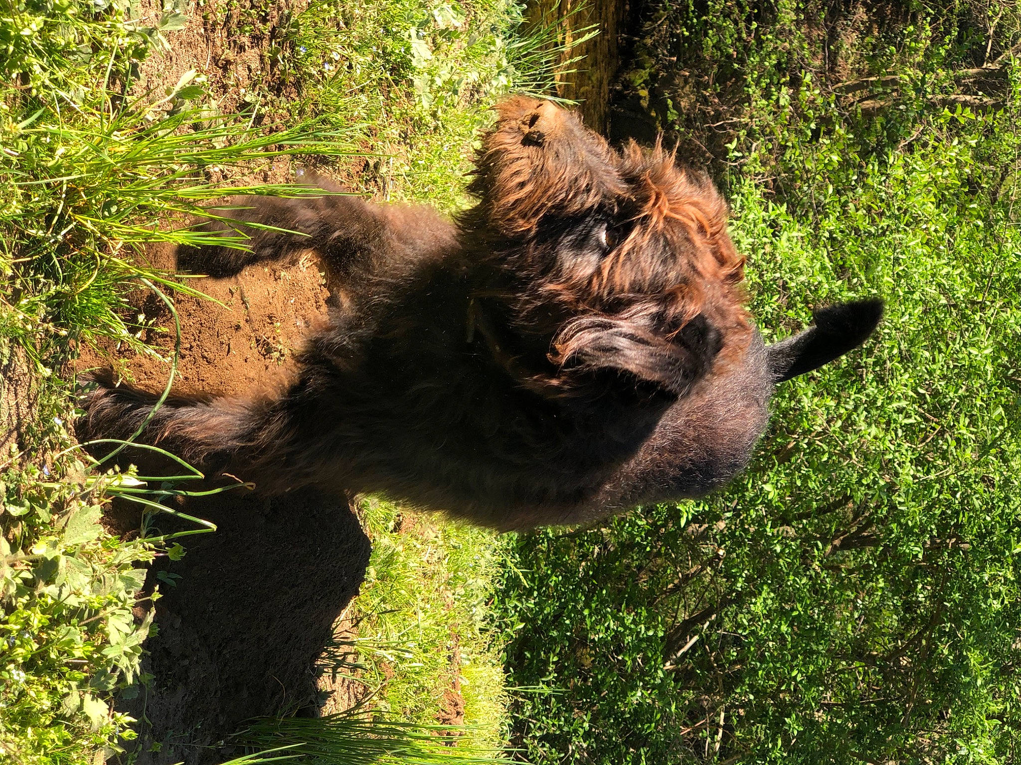 Bingo a rejoint le concours — aidez-le/la à gagner de superbes lots ! bear, black_rhinoceros, brown_bear, canidae, carnivore, fawn, fur, grass, grizzly_bear, horn, kodiak_bear, natural_landscape, plant, rhinoceros, snout, sporting_group, terrestrial_animal, trunk, warthog, working_animal