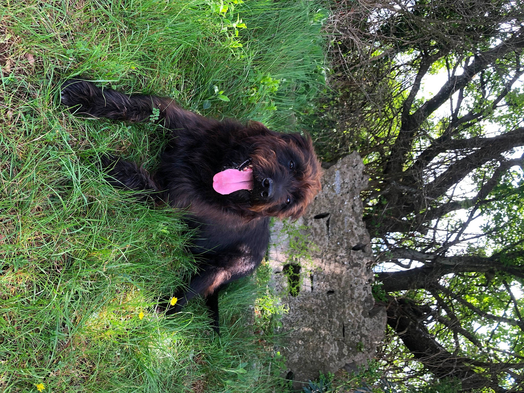 Bingo participe au concours pour gagner de l'argent avec cette photo : bear, canidae, carnivore, dog_breed, fur, grass, groundcover, liver, mammal, natural_material, plant, sky, sporting_group, tail, terrestrial_animal, terrestrial_plant, tree, trunk, twig, wildlife