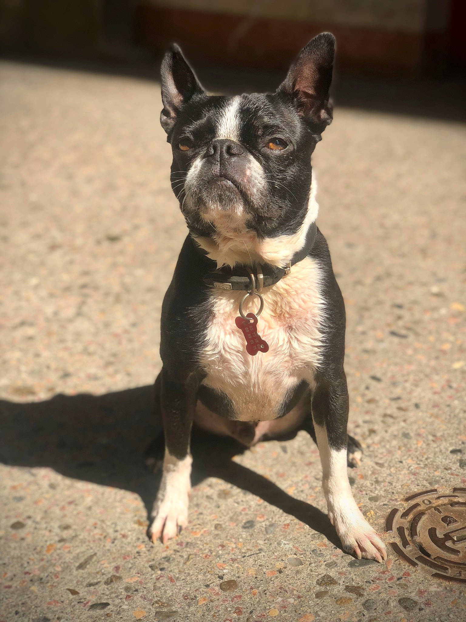 Marvel participe au concours pour gagner de l'argent avec cette photo : boston_terrier, bulldog, canidae, carnivore, collar, companion_dog, dog, dog_breed, dog_collar, fawn, french_bulldog, road_surface, snout, soil, sporting_group, terrestrial_animal, toy_dog, whiskers, working_animal, wrinkle