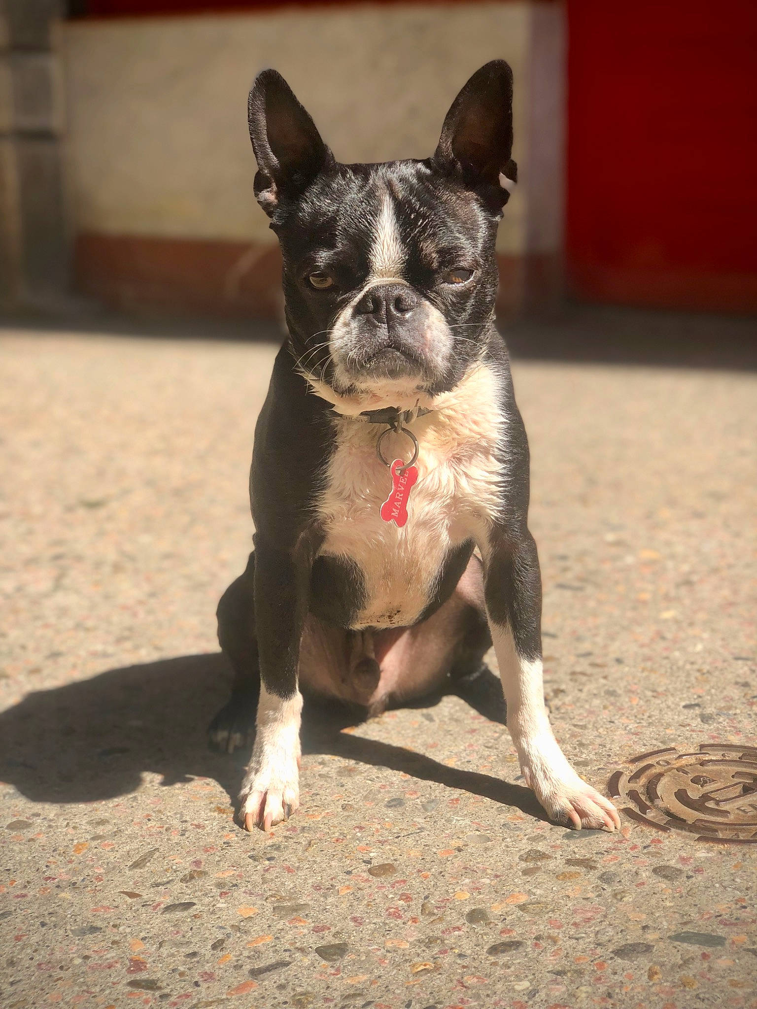 Marvel a rejoint le concours — aidez-le/la à gagner de superbes lots ! boston_terrier, bulldog, canidae, carnivore, collar, companion_dog, dog, dog_breed, dog_collar, fawn, french_bulldog, non_sporting_group, road_surface, snout, sporting_group, terrestrial_animal, toy_dog, whiskers, working_animal, wrinkle