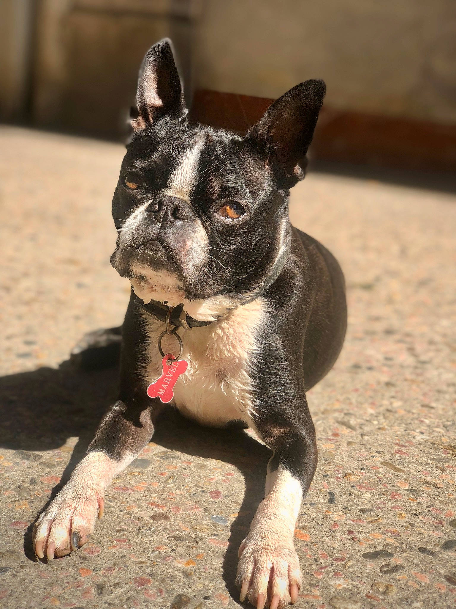 Marvel a rejoint le concours — aidez-le/la à gagner de superbes lots ! boston_terrier, bulldog, canidae, carnivore, collar, companion_dog, dog, dog_breed, dog_collar, ear, fawn, french_bulldog, non_sporting_group, snout, soil, sporting_group, terrestrial_animal, toy_dog, whiskers, working_animal