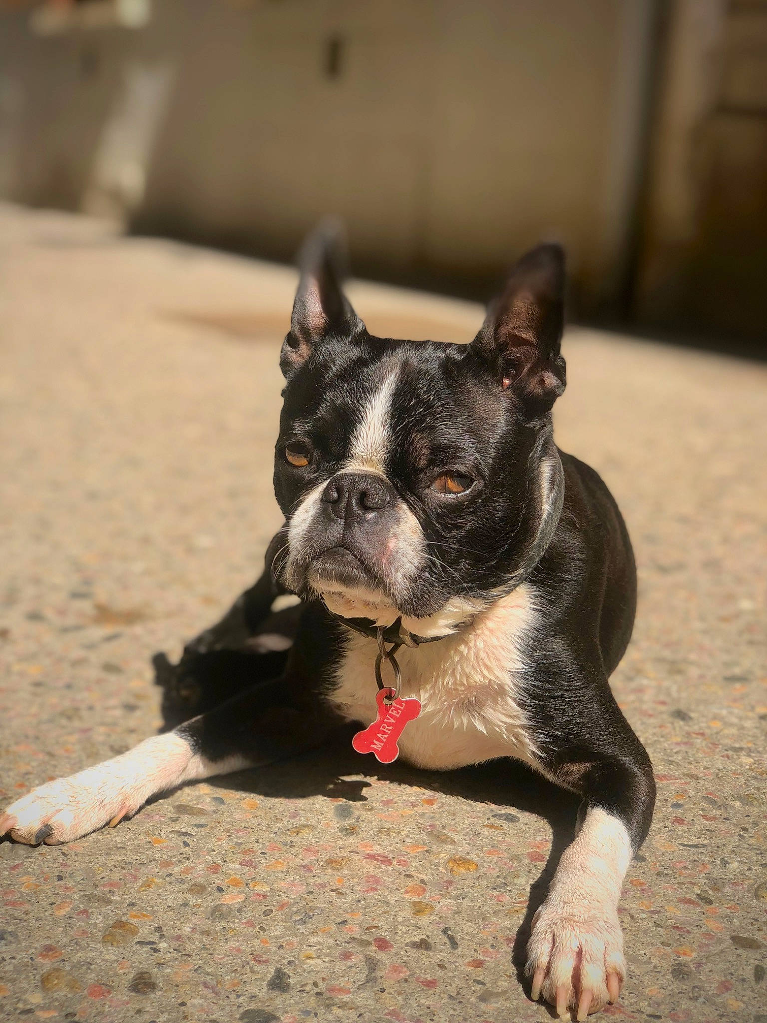 Marvel a rejoint le concours — aidez-le/la à gagner de superbes lots ! bulldog, carmine, carnivore, collar, companion_dog, dog, dog_breed, dog_collar, ear, fawn, french_bulldog, grass, molosser, snout, sporting_group, terrestrial_animal, toy_dog, whiskers, working_animal, wrinkle