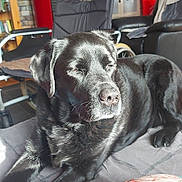 Lady a rejoint le concours — aidez-le/la à gagner de superbes lots ! animal, black_dog, blanket, chair, colorful, comfortable, couch, cozy, decor, dog, fabric, furniture, home, indoors, living_room, pet, relaxing, resting, sunlight, wheelchair