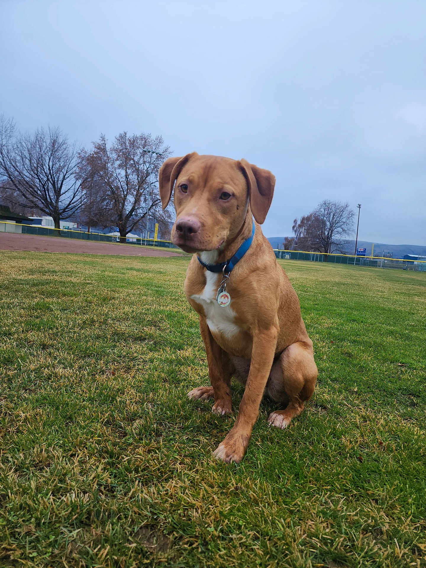 Maui joined the competition — help win amazing prizes! dog, brown_dog, grass, field, collar, tag, outdoor, nature, tree, leafless_tree, cloudy_sky, park, pet, animal, canine, sitting, fur, ears, snout, collar_tag