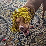 dog, pet, indoor, carpet, wig, golden_tinsel, playful, animal, brown_dog, floor, decor, funny, expression, living_room, household, toy, patterned_rug, domestic_animal, canine, cute