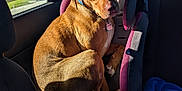 Maui joined the competition — help win amazing prizes! dog, brown_dog, car_seat, child_car_seat, inside_car, car_interior, window, sunlight, shadow, seat, blue_blanket, collar, pet, animal, backseat, looking_back, daylight, road_sign, outside_view, trees