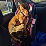 dog, brown_dog, car_seat, child_car_seat, inside_car, car_interior, window, sunlight, shadow, seat, blue_blanket, collar, pet, animal, backseat, looking_back, daylight, road_sign, outside_view, trees