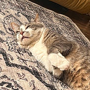 Bandit is registered to the contest to win money with this photo: cat, animal, pet, feline, indoor, rug, patterned_rug, resting, cozy, fur, whiskers, paws, couch, home, relaxed, sleepy, cute, domestic, mammal, lying_down