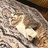 cat, animal, pet, feline, indoor, rug, patterned_rug, resting, cozy, fur, whiskers, paws, couch, home, relaxed, sleepy, cute, domestic, mammal, lying_down
