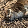 Bandit joined the competition — help win amazing prizes! cat, indoor, animal, pet, fur, relaxed, lying_down, carpet, pattern, brown, white, closeup, cute, whiskers, ears, floor, mammal, resting, cozy, domestic