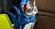 Bandit is registered to the contest to win money with this photo: cat, costume, shark, blue, markers, yellow_box, couch, brown, curious, indoor, pet, animal, feline, fabric, plastic, colorful, white_paws, eyes, whiskers, playful