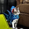 cat, costume, shark, blue, markers, yellow_box, couch, brown, curious, indoor, pet, animal, feline, fabric, plastic, colorful, white_paws, eyes, whiskers, playful