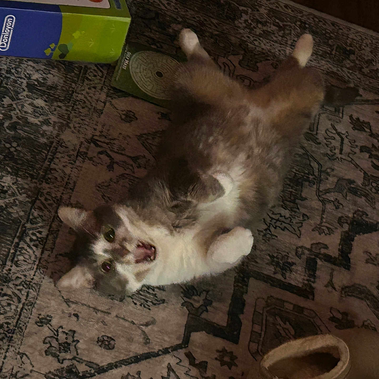 Bandit is registered to the contest to win money with this photo: cat, animal, pet, indoor, carpet, rug, box, slipper, fur, whiskers, paws, lying_down, belly_up, home, floor, cute, surprised, feline, domestic_animal, resting