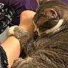Bandit is registered to the contest to win money with this photo: cat, foot, human, paw, fur, resting, snuggling, cozy, bed, blanket, purple, comfort, domestic, pet, animal, closeup, indoor, relaxation, sleeping, soft
