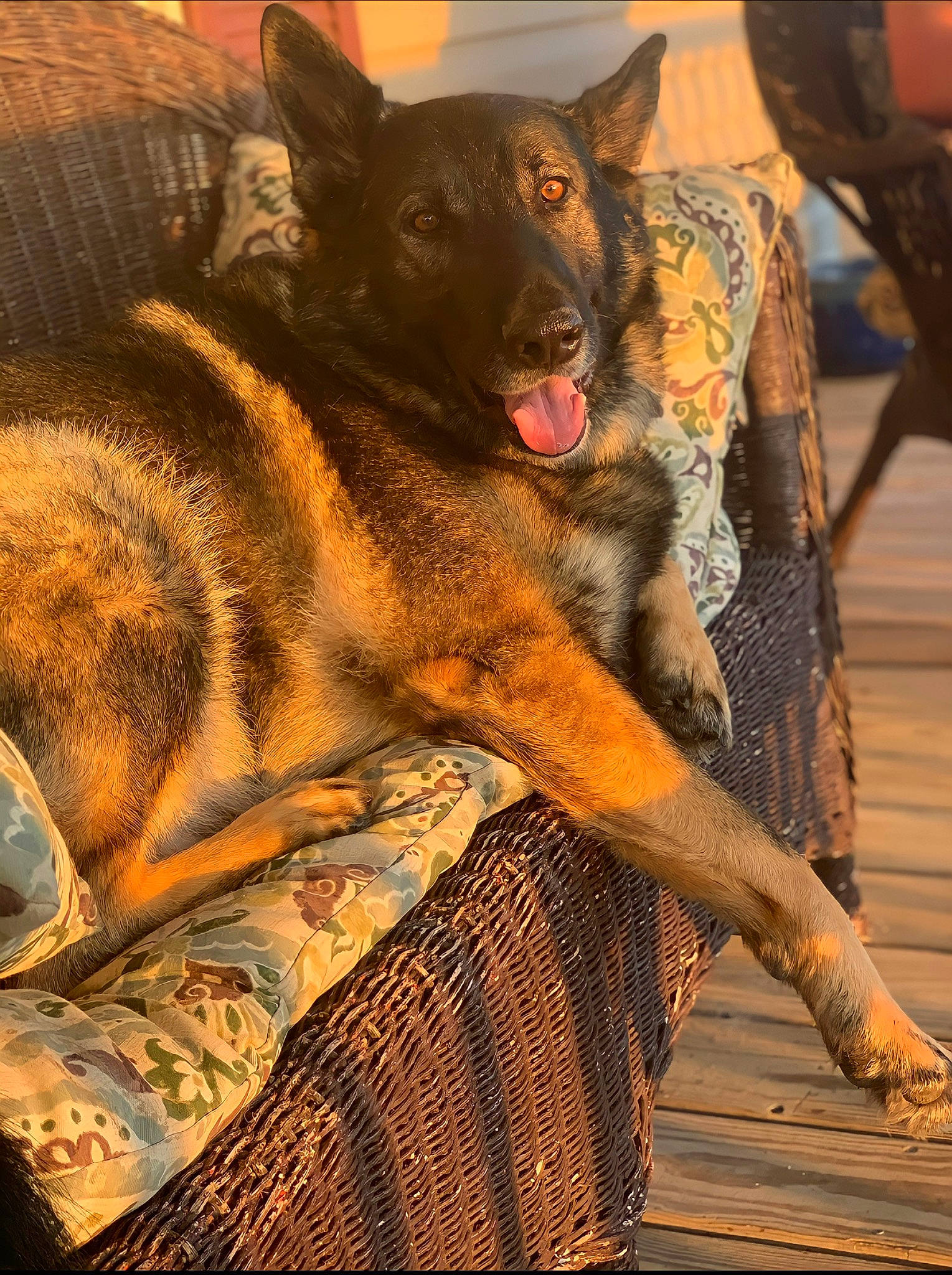 Dozer is registered to the contest to win money with this photo: canidae, carnivore, comfort, companion_dog, dobermann, dog, dog_breed, east_european_shepherd, fawn, fur, german_shepherd_dog, giant_dog_breed, guard_dog, herding_dog, king_shepherd, old_german_shepherd_dog, sporting_group, whiskers, working_animal, working_dog