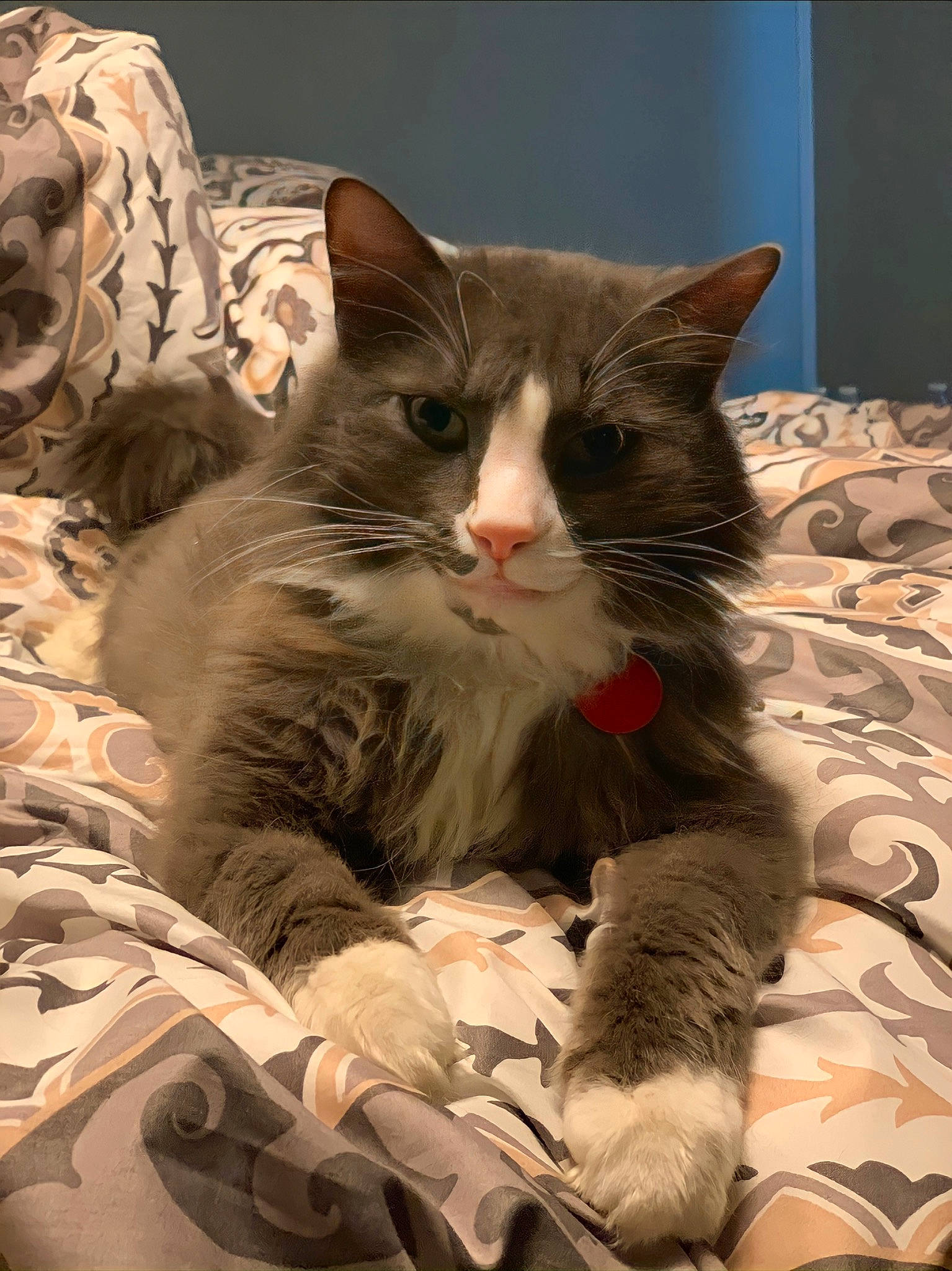 Smokey joined the competition — help win amazing prizes! box, carnivore, cat, claw, comfort, domestic_short_haired_cat, felidae, fur, paw, sitting, small_to_medium_sized_cats, snout, tail, whiskers