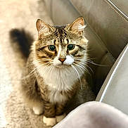 Arceus is registered to the contest to win money with this photo: cat, tabby, fluffy, green_eyes, carpet, indoor, pet, feline, whiskers, curious, sitting, couch, leather, fur, domestic_animal, animal, closeup, face, ears, tail