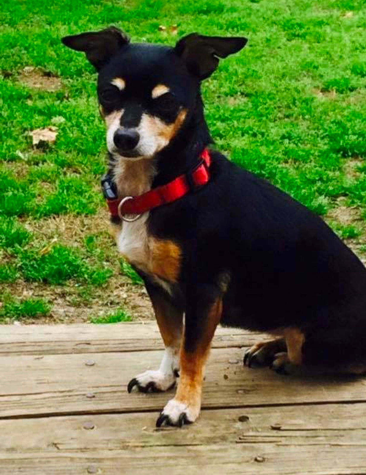 Allye is registered to the contest to win money with this photo: appenzeller_sennenhund, australian_kelpie, black_and_tan_terrier, canidae, carnivore, companion_dog, dog, dog_breed, english_toy_terrier, entlebucher_mountain_dog, fawn, feist, german_pinscher, mammal, miniature_fox_terrier, miniature_pinscher, pinscher, rare_breed_dog, toy_dog, vertebrate