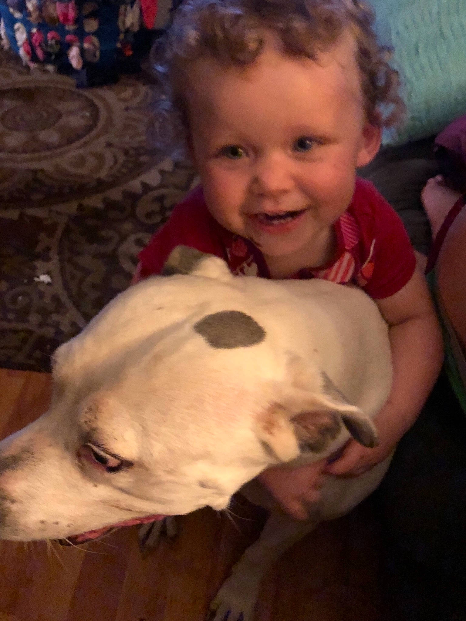 Kassie joined the competition — help win amazing prizes! canidae, carnivore, child, companion_dog, dog, dog_breed, dogo_argentino, dogo_guatemalteco, fawn, head, mammal, non_sporting_group, nose, person, pit_bull, puppy_love, skin, snout