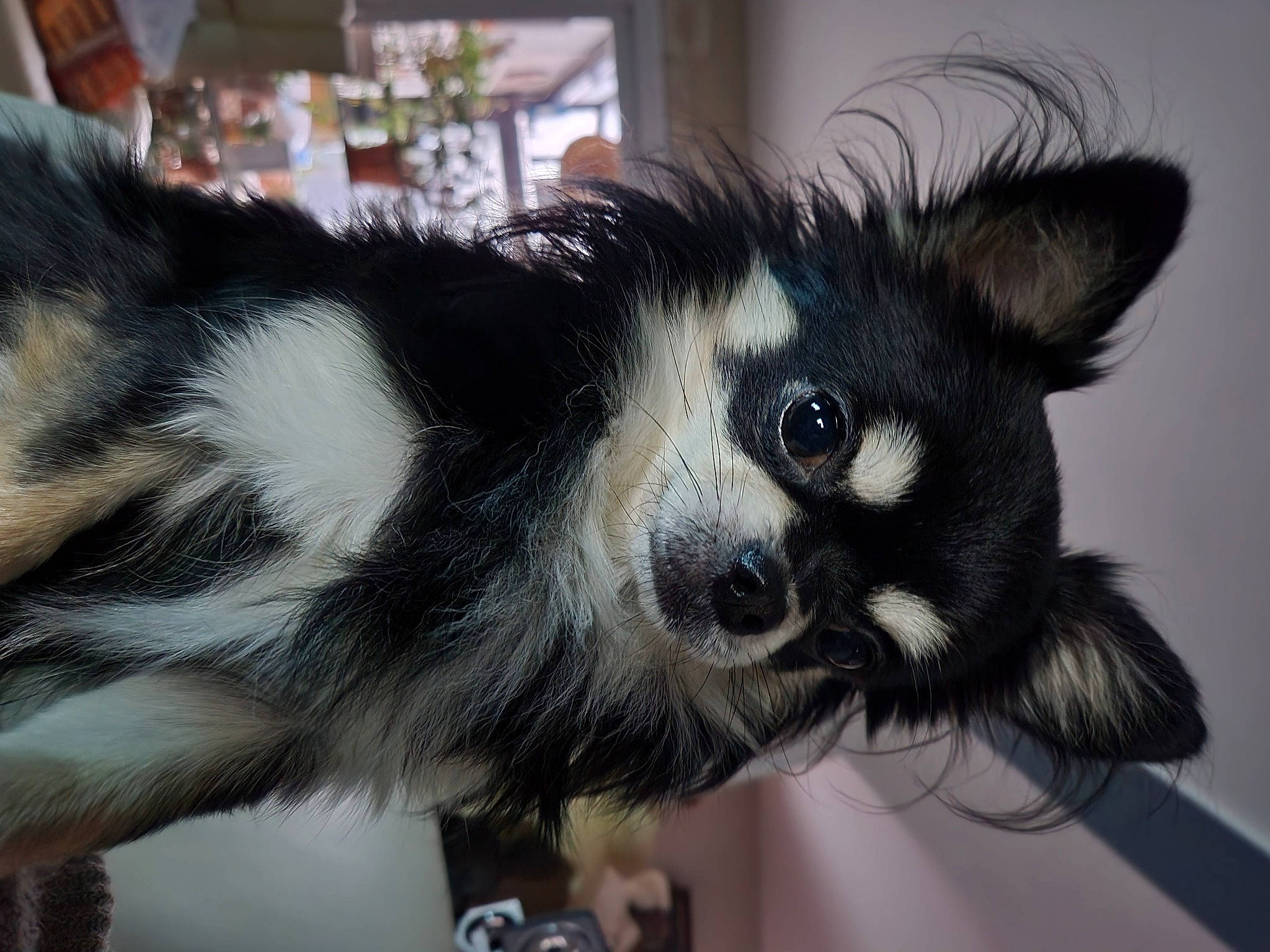 Philou participe au concours pour gagner de l'argent avec cette photo : canidae, carnivore, claw, companion_dog, dog, dog_breed, fur, skunk, snout, tail, terrestrial_animal, whiskers, working_animal