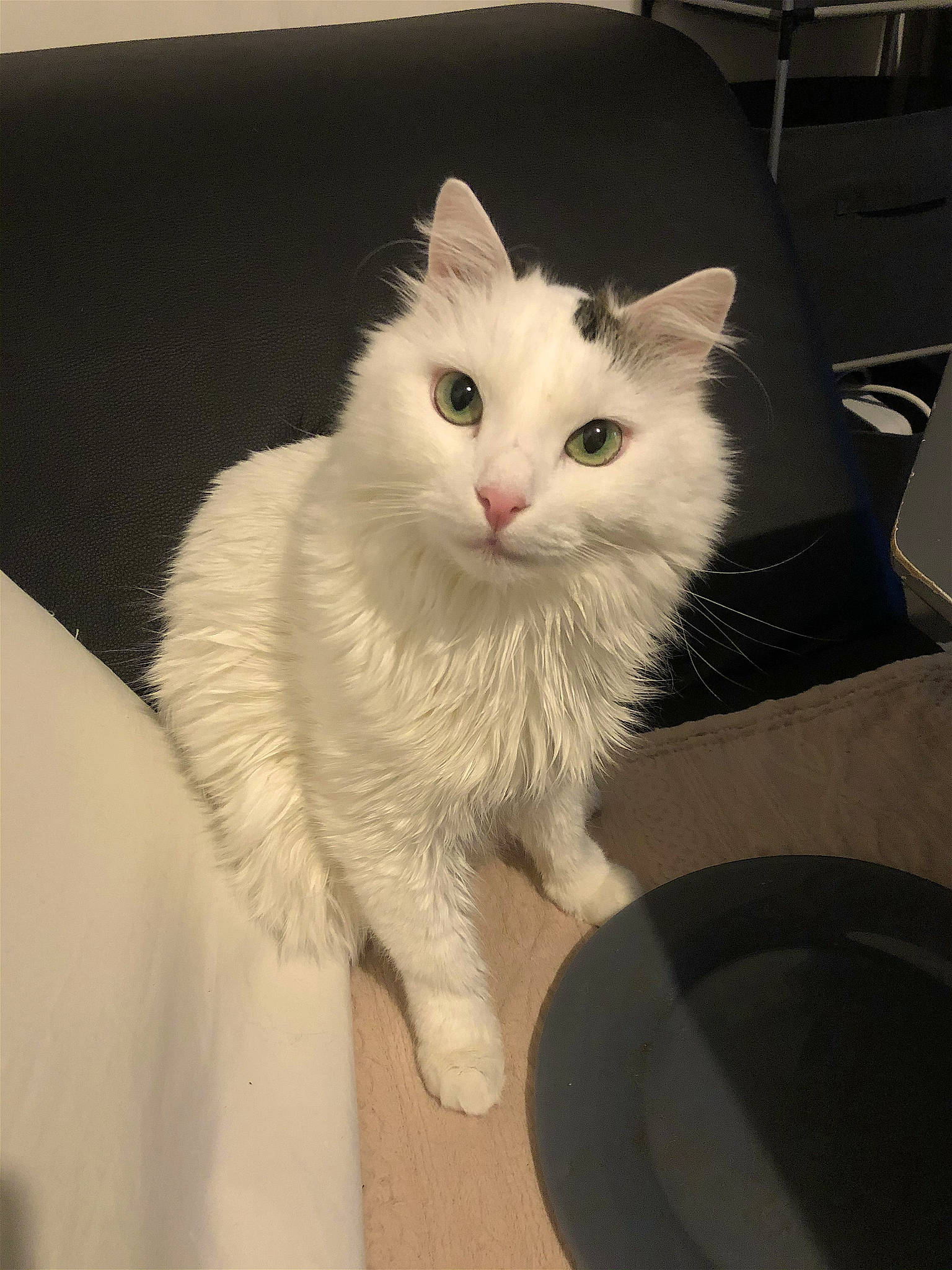 Bichon a rejoint le concours — aidez-le/la à gagner de superbes lots ! box, carnivore, cat, claw, comfort, domestic_short_haired_cat, felidae, fur, paw, small_to_medium_sized_cats, snout, tail, whiskers