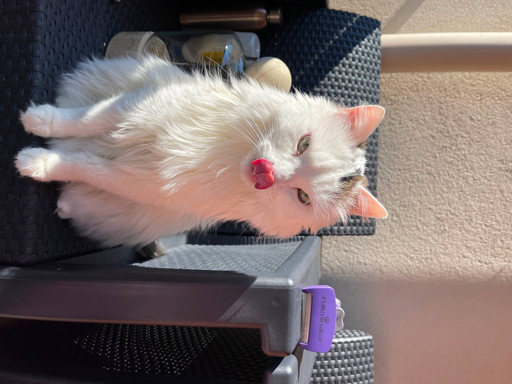 Bichon participe au concours pour gagner de l'argent avec cette photo : canidae, carnivore, cat, claw, companion_dog, dog_breed, domestic_short_haired_cat, fawn, felidae, fur, musical_instrument, paw, small_to_medium_sized_cats, snout, tail, whiskers