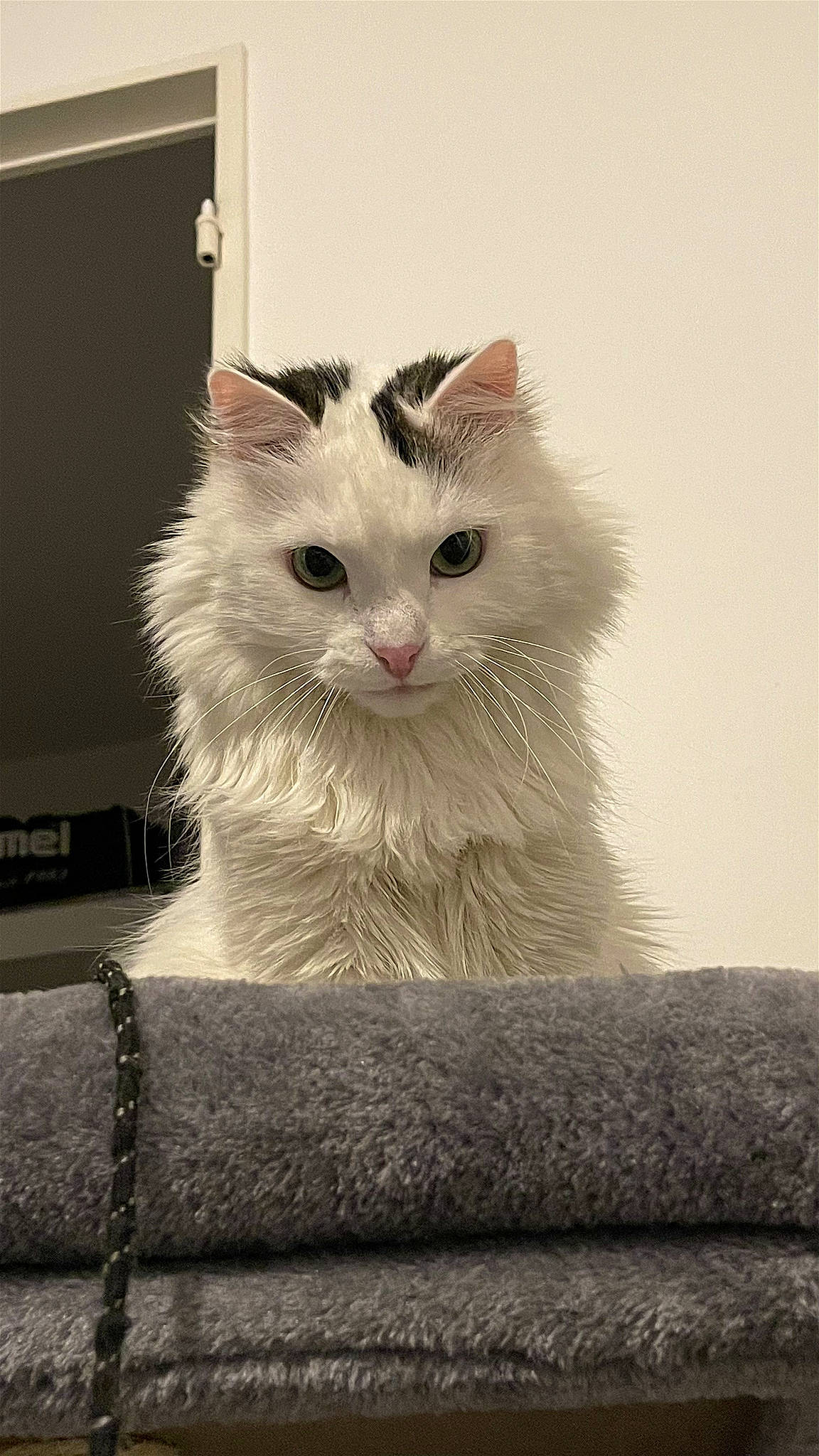 Bichon a rejoint le concours — aidez-le/la à gagner de superbes lots ! box, carnivore, cat, domestic_short_haired_cat, felidae, fur, paw, rectangle, small_to_medium_sized_cats, snout, whiskers, window