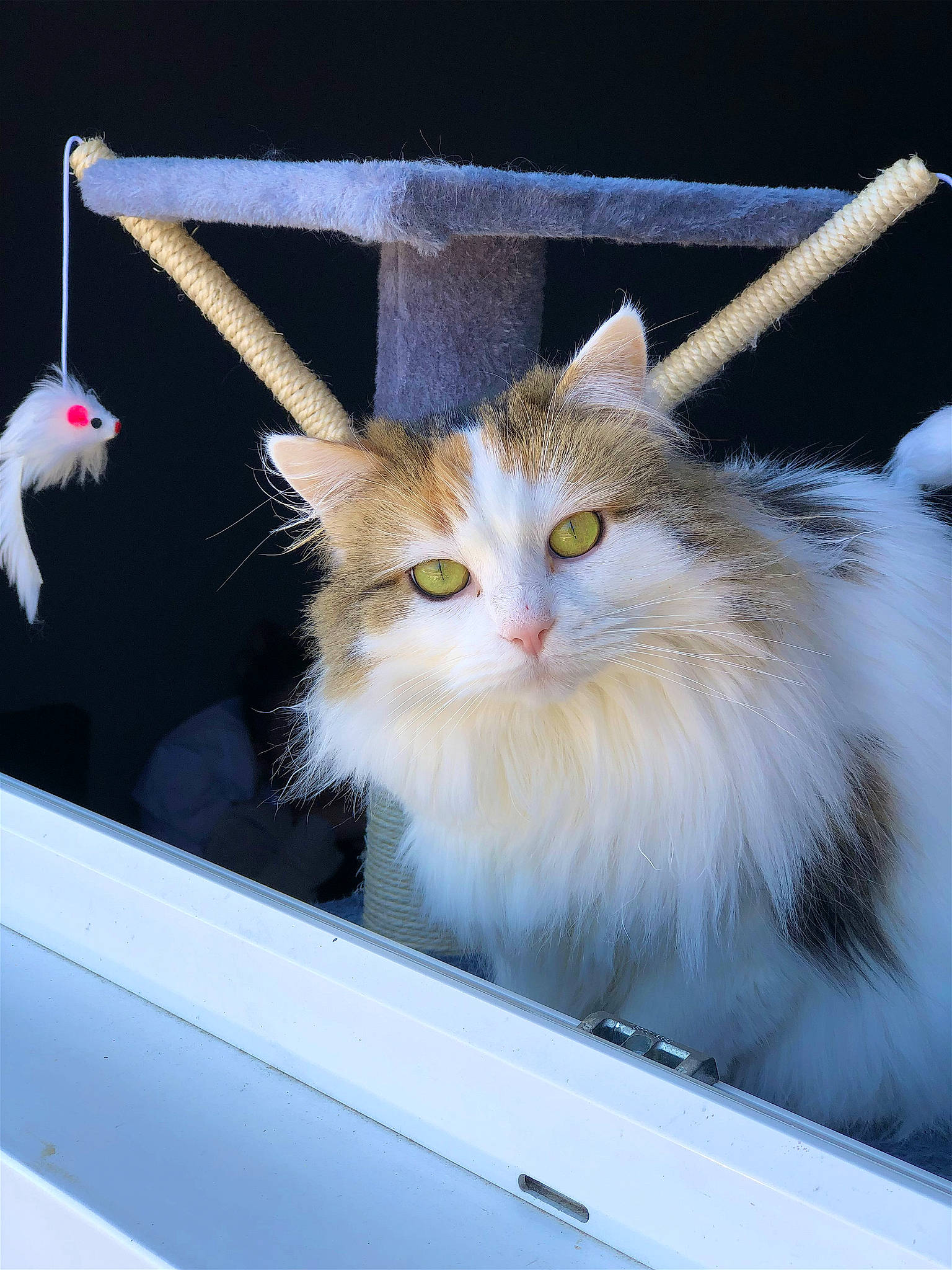 Pouette participe au concours pour gagner de l'argent avec cette photo : art, box, carnivore, cat, domestic_short_haired_cat, event, felidae, fur, gesture, paw, photo_caption, small_to_medium_sized_cats, snout, tail, whiskers, window