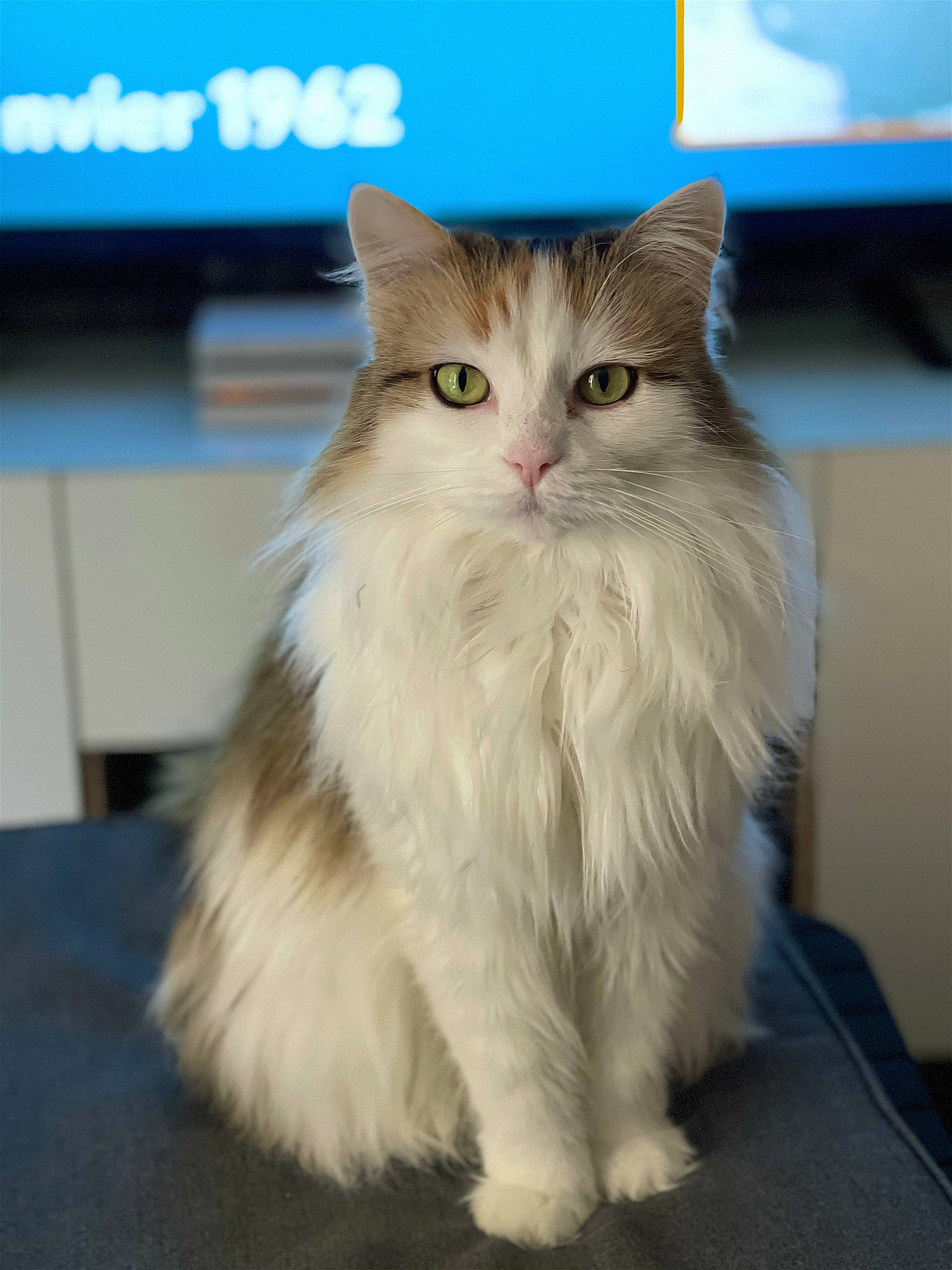 Pouette participe au concours pour gagner de l'argent avec cette photo : british_longhair, carnivore, cat, electric_blue, felidae, fur, maine_coon, persian, small_to_medium_sized_cats, snout, tail, terrestrial_animal, whiskers