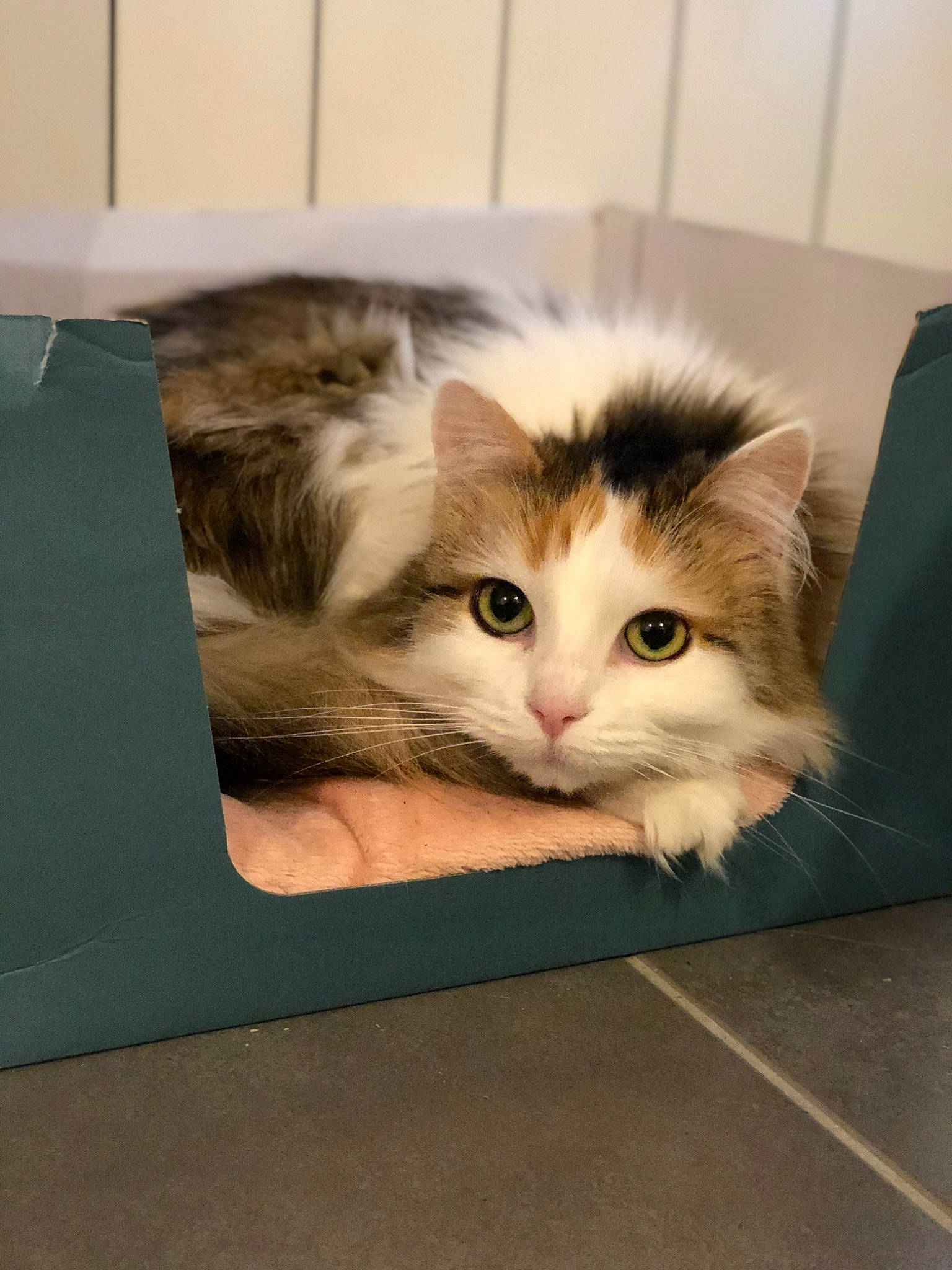 Pouette participe au concours pour gagner de l'argent avec cette photo : box, cardboard, carnivore, cat, claw, comfort, domestic_short_haired_cat, eye, fawn, felidae, fur, mammal, paw, plant, small_to_medium_sized_cats, snout, tail, whiskers, window, wood