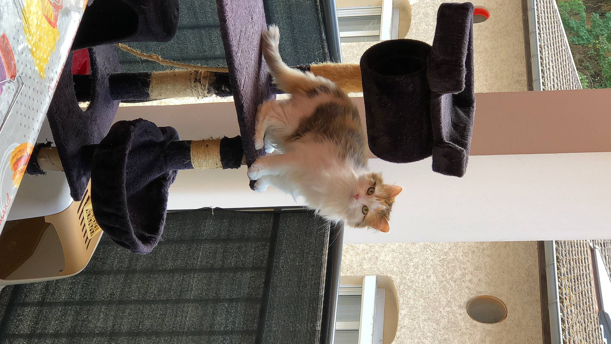 Pouette participe au concours pour gagner de l'argent avec cette photo : canidae, carnivore, cat, collar, companion_dog, dog_breed, domestic_short_haired_cat, fawn, felidae, flooring, fur, hardwood, paw, room, small_to_medium_sized_cats, sporting_group, tail, whiskers, wood, working_animal