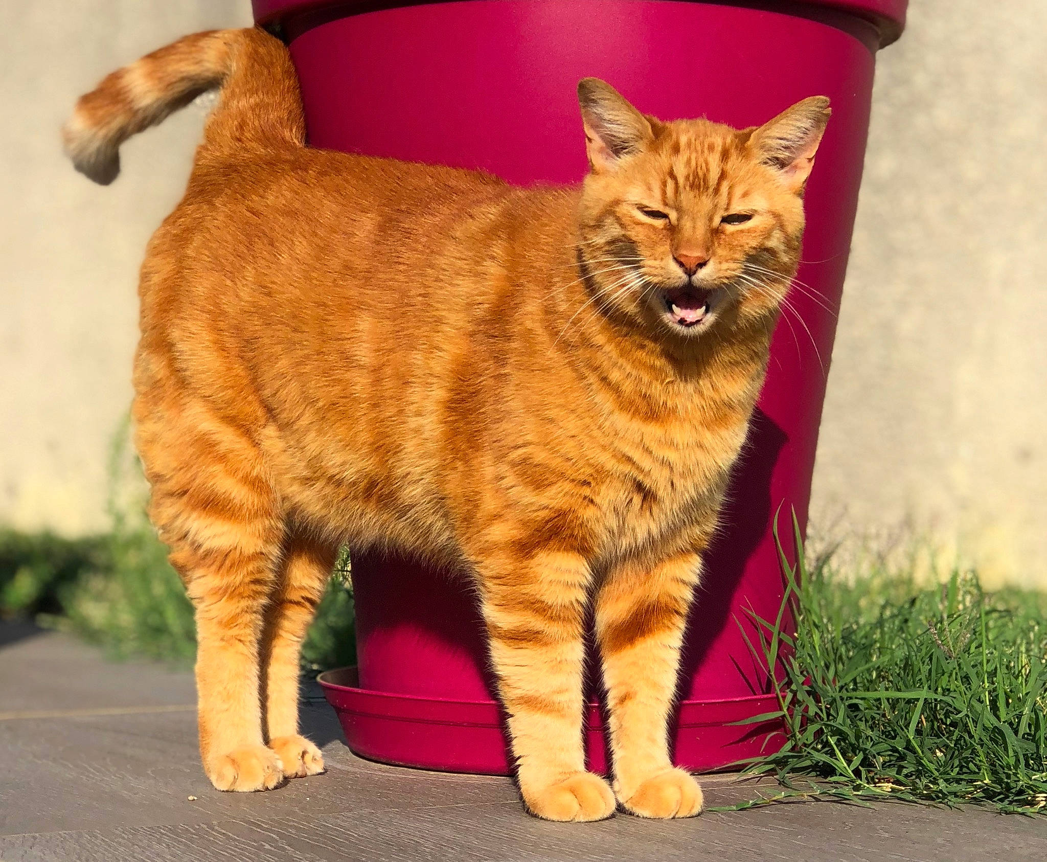 Caramel a rejoint le concours — aidez-le/la à gagner de superbes lots ! carnivore, cat, claw, domestic_short_haired_cat, eye, fawn, felidae, foot, fur, grass, paw, plant, sitting, small_to_medium_sized_cats, snout, tail, terrestrial_animal, whiskers, wildlife, wood