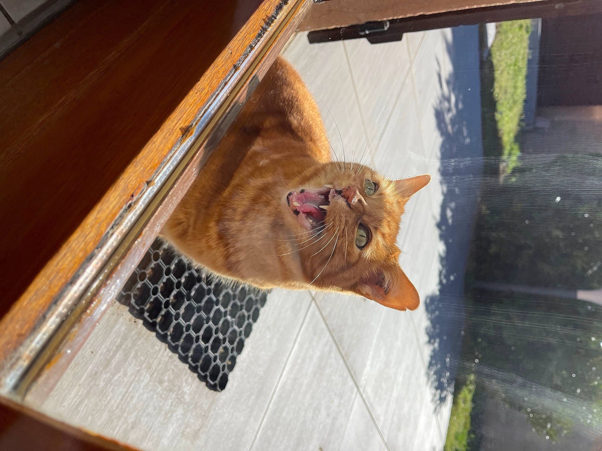 Caramel a rejoint le concours — aidez-le/la à gagner de superbes lots ! animal_shelter, canidae, carnivore, cat, dog_breed, domestic_short_haired_cat, fawn, felidae, flooring, fur, hardwood, liver, pet_supply, small_to_medium_sized_cats, snout, tail, terrestrial_animal, whiskers, wood, wood_stain