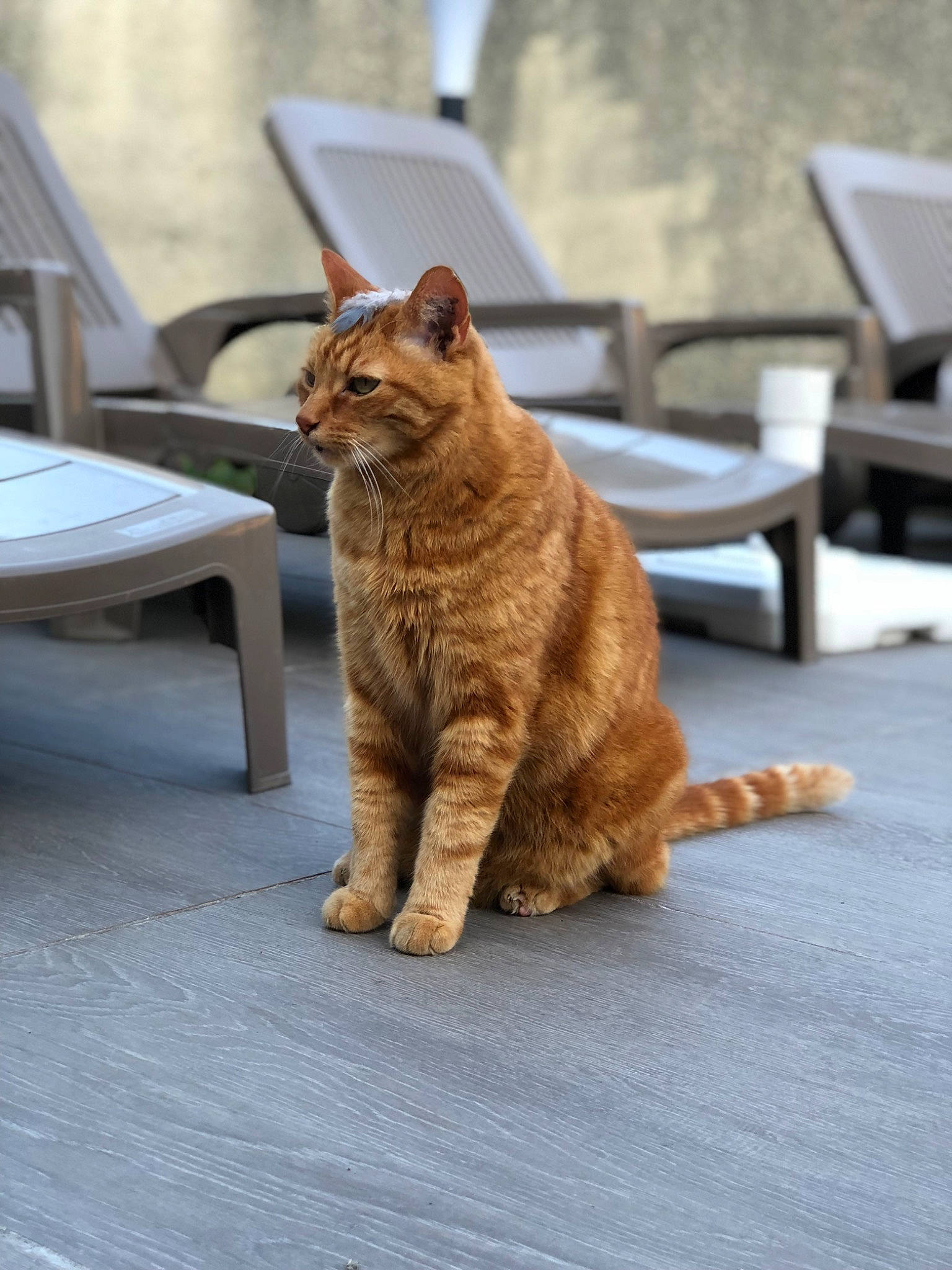 Caramel participe au concours pour gagner de l'argent avec cette photo : carnivore, cat, claw, comfort, domestic_short_haired_cat, eye, fawn, felidae, flooring, fur, outdoor_furniture, paw, road_surface, sitting, small_to_medium_sized_cats, snout, tail, terrestrial_animal, whiskers, wood