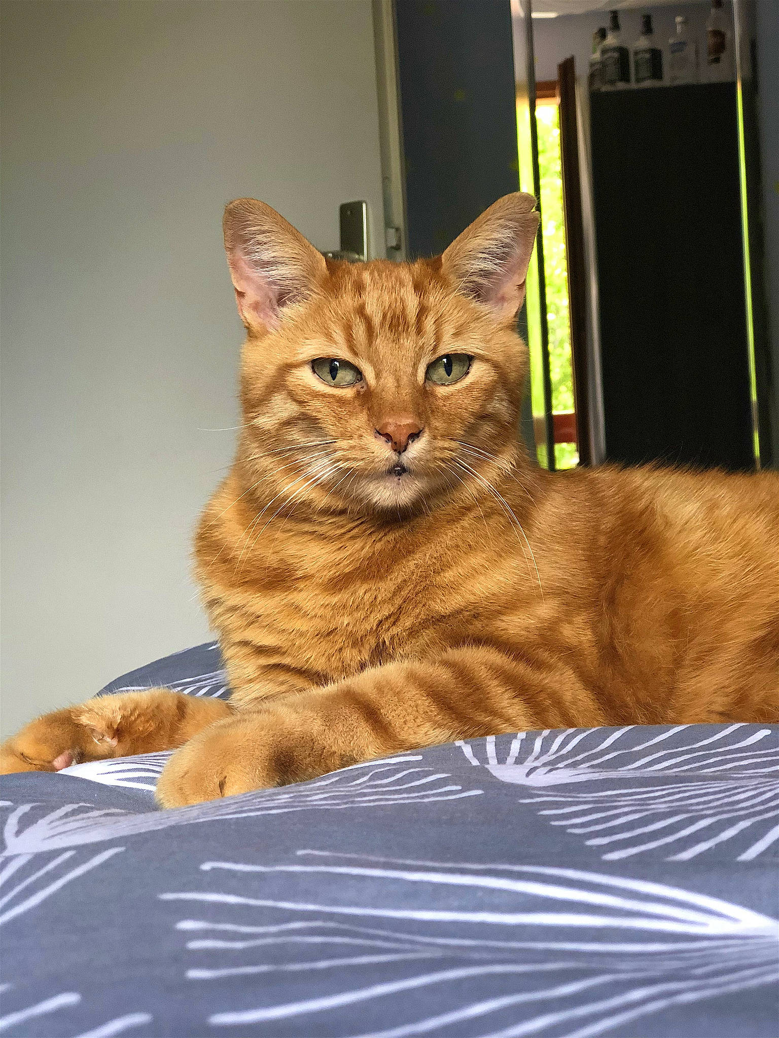 Caramel participe au concours pour gagner de l'argent avec cette photo : carnivore, cat, claw, comfort, domestic_short_haired_cat, fawn, felidae, fur, paw, sitting, small_to_medium_sized_cats, snout, tail, terrestrial_animal, whiskers, wildlife, window