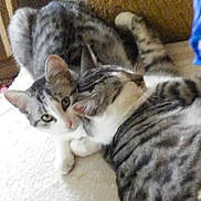 Oscar Et Fanfan participe au concours pour gagner de l'argent avec cette photo : cat, cats, tabby, white_cat, gray_cat, three_cats, pet, feline, animal, cuddling, sleeping, relaxed, cozy, blanket, indoors, furniture, portrait, close_up, fur, whiskers