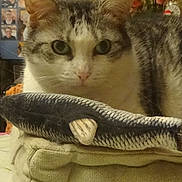 Fanfan participe au concours pour gagner de l'argent avec cette photo : cat, clock, close_up, cozy, cushion, ears, face, flower_vase, fur, green_eyes, home_interior, indoor, pet, photo_frames, pillow, portrait, stuffed_fish, tabby, toy, whiskers