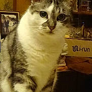 Oscar a rejoint le concours — aidez-le/la à gagner de superbes lots ! cardboard_box, cat, close_up, cozy, curious, decoration, domestic, framed_photo, fur, green_eyes, indoor, mammal, pet, portrait, shelf, sitting, tabby_cat, table, trophies, whiskers