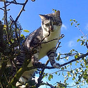 Oscar participe au concours pour gagner de l'argent avec cette photo : adventurous, animal, blue_sky, branch, cat, climbing, closeup, feline, garden, leaves, looking_down, moss, nature, outdoor, paws, pet, portrait, sunlight, tree, whiskers