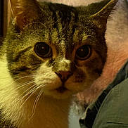 Littleman is registered to the contest to win money with this photo: cat, tabby, close_up, indoor, animal, pet, whiskers, face, fur, eyes, curious, portrait, mammal, domestic_animal, looking, blurred_background, person, shoulder, clothing, window