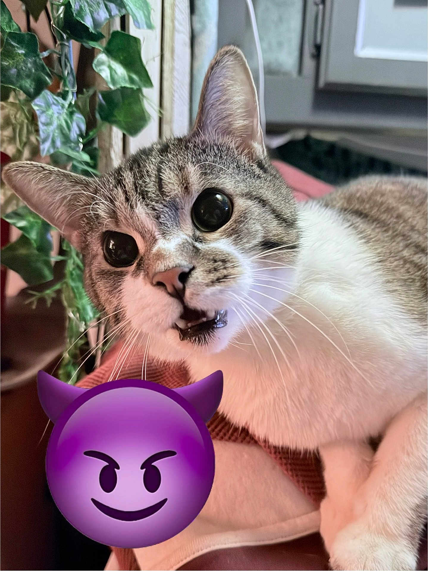 Littleman joined the competition — help win amazing prizes! cat, wide_eyes, tabby, white_fur, indoor, plant, leafy_plant, close_up, pet, animal, feline, whiskers, curious, expression, mischievous, purple_emoji, devil_emoji, cozy, couch, relaxed