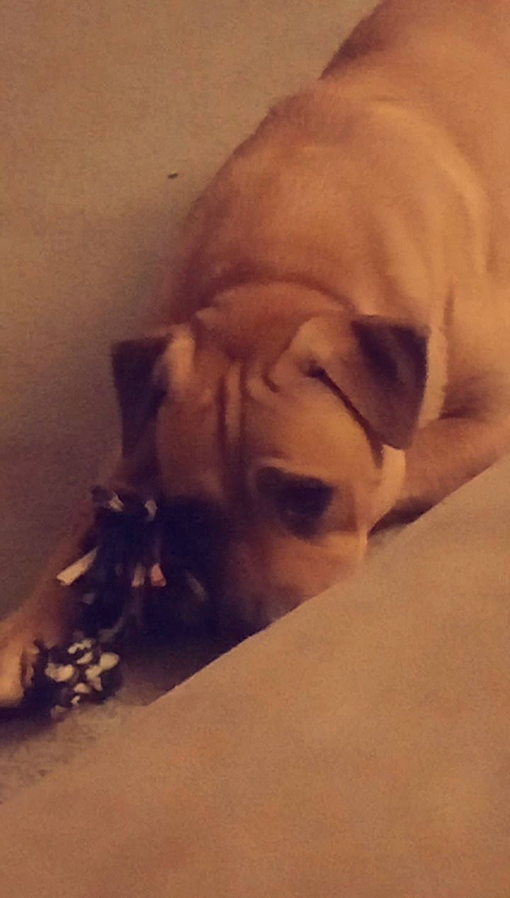 Max is registered to the contest to win money with this photo: canidae, carnivore, cloud, comfort, companion_dog, dog, dog_breed, fawn, flooring, nap, paw, pug, puppy_love, snout, sporting_group, tail, toy_dog, whiskers, working_animal, wrinkle