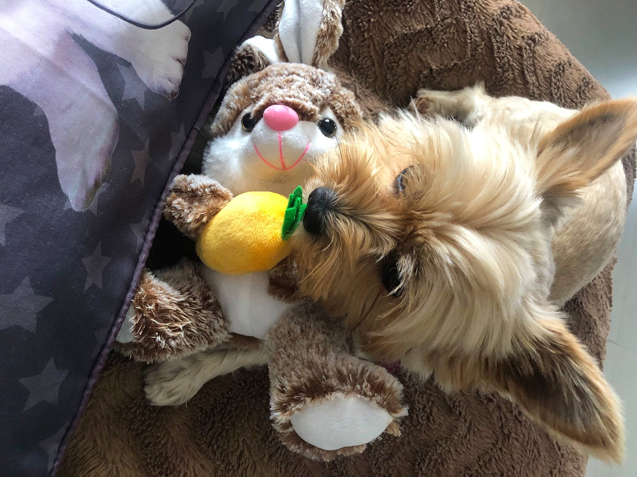 Lulu a rejoint le concours — aidez-le/la à gagner de superbes lots ! canidae, carnivore, companion_dog, dog, dog_breed, dog_supply, fawn, felidae, fur, paw, pet_supply, plush, small_terrier, snout, sporting_group, stuffed_toy, terrier, toy, toy_dog, working_animal