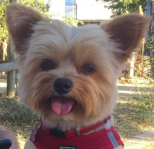 Lulu a rejoint le concours — aidez-le/la à gagner de superbes lots ! biewer_terrier, canidae, carnivore, collar, companion_dog, dog, dog_breed, dog_supply, fawn, fur, grass, plant, small_terrier, snout, sporting_group, terrestrial_animal, terrier, toy_dog, working_animal, yorkipoo