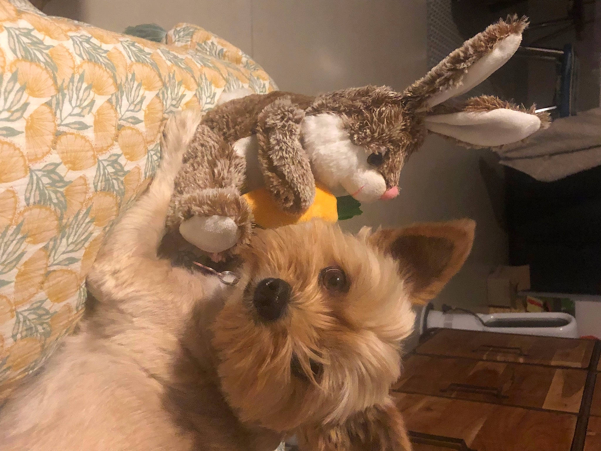 Lulu participe au concours pour gagner de l'argent avec cette photo : art, bird_of_prey, carnivore, companion_dog, dog, dog_breed, event, fawn, fur, horn, small_terrier, snout, stuffed_toy, tail, toy, toy_dog, whiskers, wing, wood, working_animal