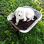 dog, white_dog, wheelbarrow, soil, muddy_paws, grass, outdoor, pet, animal, nature, garden, greenery, relaxed, fur, cute, canine, messy, daylight, playful, resting